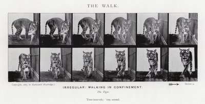 Eadweard Muybridge: De wandeling door Eadweard Muybridge