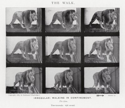 Eadweard Muybridge: De wandeling door Eadweard Muybridge