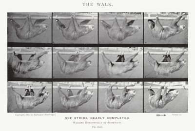 Eadweard Muybridge: De wandeling door Eadweard Muybridge