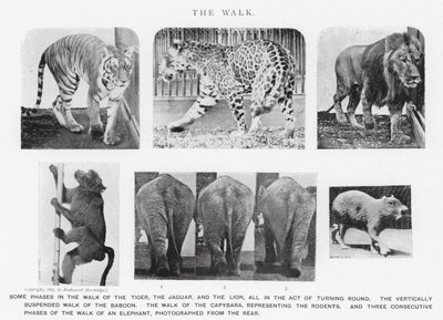 Eadweard Muybridge: De wandeling door Eadweard Muybridge
