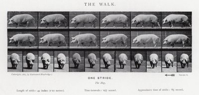 De wandeling door Eadweard Muybridge
