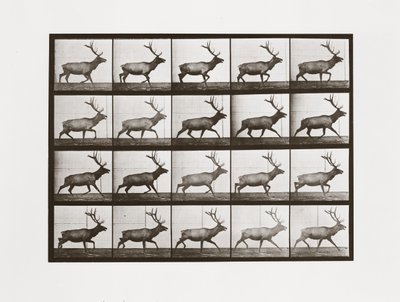 Eland, Plaat 692 uit Animal Locomotion, 1887 door Eadweard Muybridge