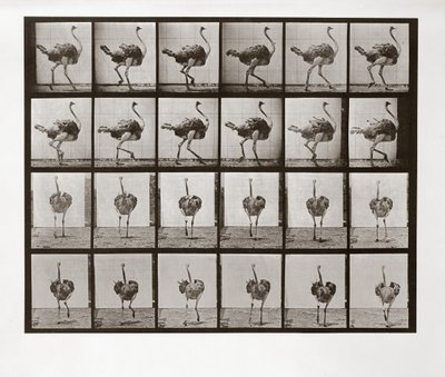 Struisvogel die rent, Plaat 772 uit Animal Locomotion, 1887 door Eadweard Muybridge