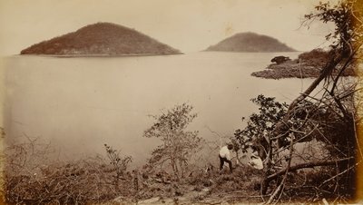 Perico en Flamenco - van het eiland Naos, Panama door Eadweard Muybridge