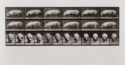 Varken dat loopt, Plaat 673 uit Animal Locomotion, 1887 door Eadweard Muybridge