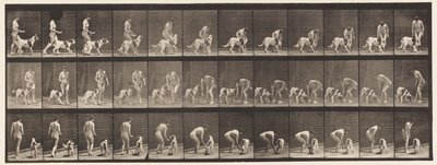 Plaat 449. Een hond voeren door Eadweard Muybridge