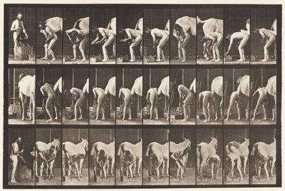 Plaat 508. Een paard beslaan door Eadweard Muybridge