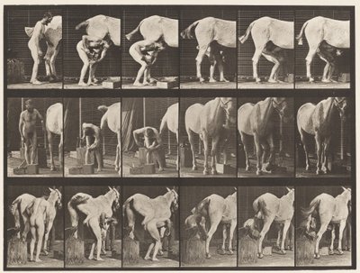 Plaat 509. Een paard beslaan door Eadweard Muybridge