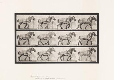 Plaat 565. Slepen; Donkergrijs Belgisch Paard Dusel door Eadweard Muybridge