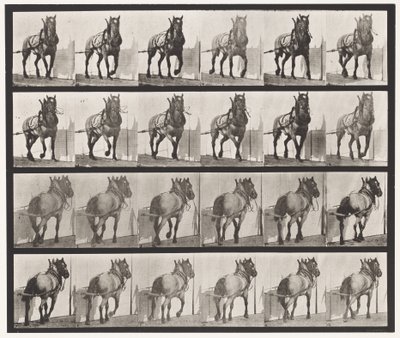 Plaat 568. Trekken; Donkergrijs Belgisch Paard Billy door Eadweard Muybridge