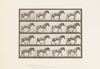 Plaat 569. Trekken; donkergrijs Belgisch paard Hansel, 1885 door Eadweard Muybridge