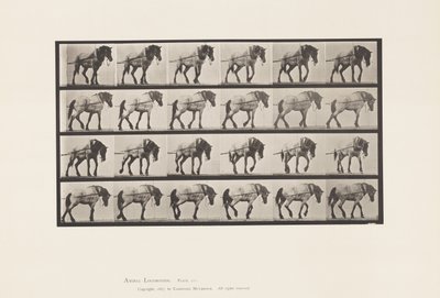 Trekken; Donkergrijs Belgisch Paard Hansel, 1885 door Eadweard Muybridge