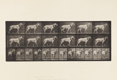 Trekken; Lichtgrijze Merrie Johnson, 1885 door Eadweard Muybridge