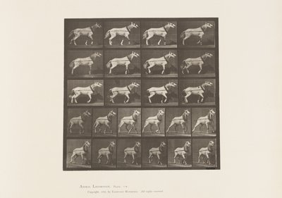 Trekken; Hoofd Wordt Getrokken; Lichtgrijze Merrie, 1885 door Eadweard Muybridge