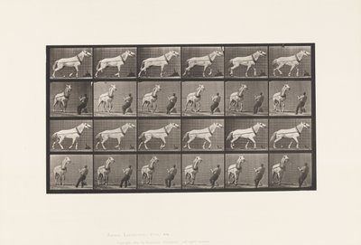 Slepen; Man Trekt aan Hoofd; Lichtgrijze Merrie door Eadweard Muybridge
