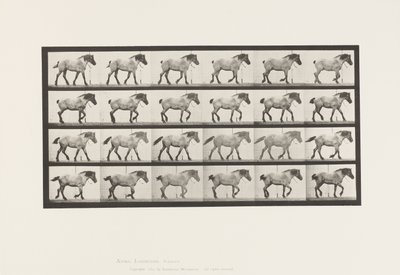 Plaat 574. Wandelen; Vrij; Donkergrijs Belgisch Paard Hansel door Eadweard Muybridge