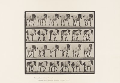 Lopen; Vrij; Donkergrijs Belgisch Paard Hansel, 1885 door Eadweard Muybridge