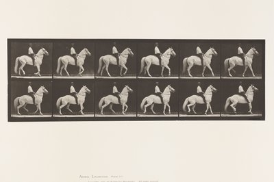 Lopen; Zadel; Onregelmatig; Wit Paard Clinton, 1885 door Eadweard Muybridge