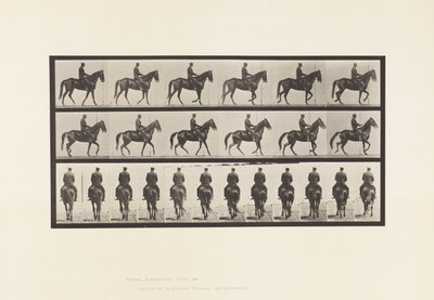 Lopend; Zadel; Onregelmatig; Bruine Merrie Beauty door Eadweard Muybridge