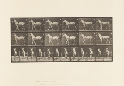 Lopend; Sulky; Lichtgrijze Merrie Katydid door Eadweard Muybridge