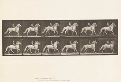 Plaat 590. Amblen door Eadweard Muybridge