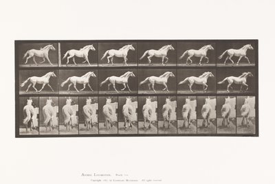 Plaat 596. Draven; Vrij; Lichtgrijs Paard Eagle door Eadweard Muybridge