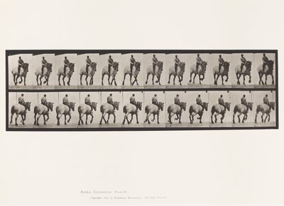 Plaat 599. Draven; Zonder Zadel; Donkergrijs Paard Dusel door Eadweard Muybridge