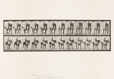 Plaat 600. Draven; Zonder Zadel; Donkergrijze Dusel door Eadweard Muybridge
