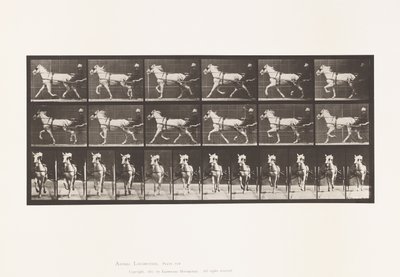 Plaat 610. Draven; Sulky; Grijze Merrie, Katydid door Eadweard Muybridge