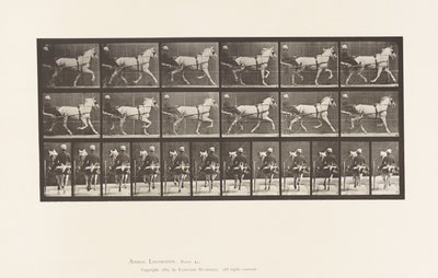 Plaat 611. Draven; Sulky; Grijze Merrie, Katydid door Eadweard Muybridge