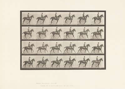 Plaat 616. Draf; Zadel; Bruin Paard Daisy door Eadweard Muybridge