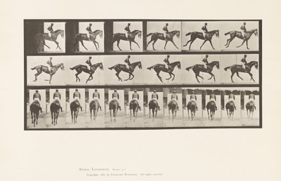 Plaat 620. Draf; Zadel; Volbloed Bruine Merrie Annie 6 door Eadweard Muybridge