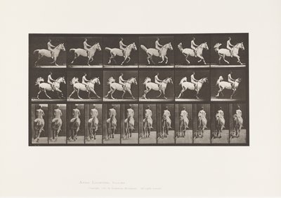 Plaat 622. Draf; Zadel; Ruiter, 43, Naakt; grijs paard Smith, 1885 door Eadweard Muybridge