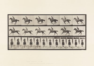 Plaat 632. Galop; Zadel; Volbloed Bruin Paard Bouquet door Eadweard Muybridge