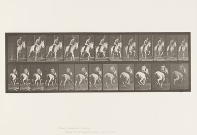 Plaat 635. Galop; Zadel; Grijze Merrie, Pandora door Eadweard Muybridge