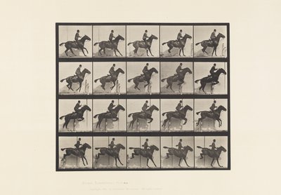 Plaat 638. Hordespringen; Zadel; Bruin Paard Daisy door Eadweard Muybridge