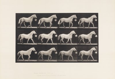 Plaat 650. Lopend met een Emmer in de Mond; Lichtgrijs Paard door Eadweard Muybridge