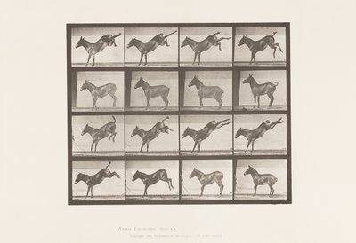 Plaat 658. Muildier; A, schoppend; B, schoppend Ruth door Eadweard Muybridge