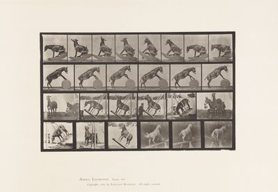 Plaat 660. Muilezel; Diverse uitvoeringen Denver door Eadweard Muybridge