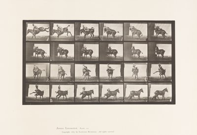 Plaat 661. Muildier; A, B, Een Weerbarstig Dier Ruth door Eadweard Muybridge