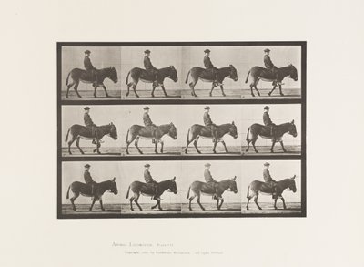 Plaat 665. Ezel; Lopen; Zonder zadel; een jongen rijdt, Jennie door Eadweard Muybridge