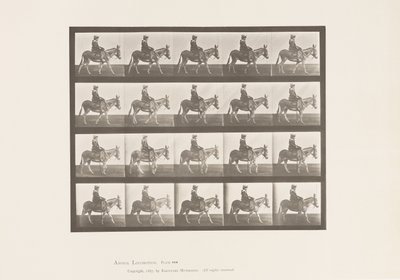 Plaat 666. Ezel; Lopend; Zadel; Een Meisje Rijdend, Dierentuin door Eadweard Muybridge