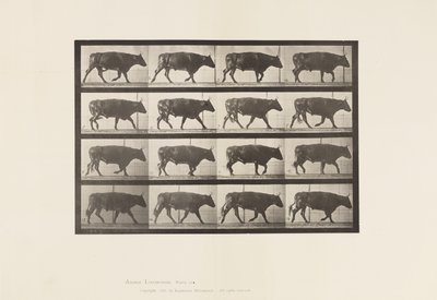 Plaat 672. Os; Draven door Eadweard Muybridge