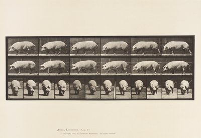 Plaat 673. Zeug; Lopen door Eadweard Muybridge
