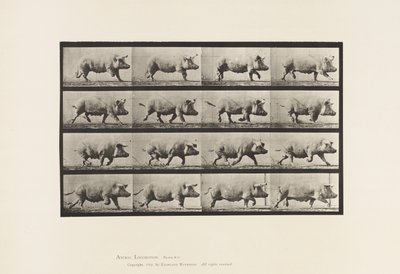 Plaat 675. Zeug; Dravend door Eadweard Muybridge