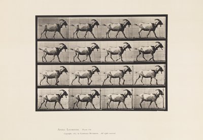 Plaat 676. Geit; Lopen door Eadweard Muybridge
