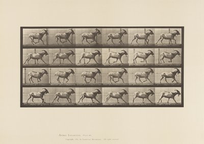 Plaat 679. Geit; Galopperend door Eadweard Muybridge