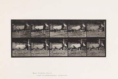 Plaat 680. Oryx; Galopperen door Eadweard Muybridge