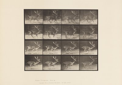 Plaat 682. Damhert; Bok; A, Draven; B, Galloperen door Eadweard Muybridge