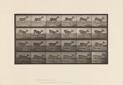Plaat 683. Virginia hert; (Zonder gewei); Bok; Galloperen door Eadweard Muybridge